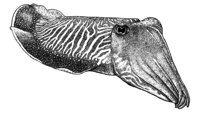 Drawing of a cuttlefish